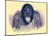 Head of Orang, Illustration from 'The Royal Natural History', Published 1896-English-Mounted Giclee Print