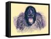 Head of Orang, Illustration from 'The Royal Natural History', Published 1896-English-Framed Stretched Canvas