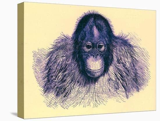 Head of Orang, Illustration from 'The Royal Natural History', Published 1896-English-Stretched Canvas