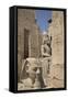 Head of Ramses Ii in Foreground and Colosssus of Ramses Ii Behind-Richard Maschmeyer-Framed Stretched Canvas