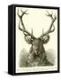 Head of Red Deer, in Which the Antler Is Fully Developed and the "Velvet" Has Disappeared-null-Framed Stretched Canvas