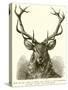 Head of Red Deer, in Which the Antler Is Fully Developed and the "Velvet" Has Disappeared-null-Stretched Canvas