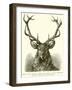 Head of Red Deer, in Which the Antler Is Fully Developed and the "Velvet" Has Disappeared-null-Framed Giclee Print