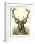 Head of Red Deer, in Which the Antler Is Fully Developed and the "Velvet" Has Disappeared-null-Framed Giclee Print