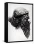 Head of Sargon I 2400-2200 BC-Mesopotamian-Framed Stretched Canvas