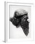 Head of Sargon I 2400-2200 BC-Mesopotamian-Framed Giclee Print