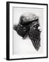 Head of Sargon I 2400-2200 BC-Mesopotamian-Framed Giclee Print