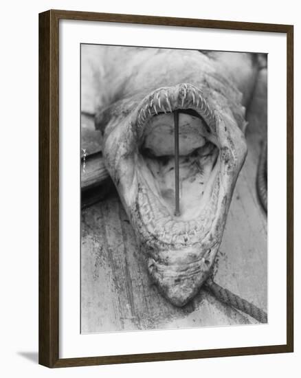 Head of Shark Lying Upside down on Dock-null-Framed Photographic Print