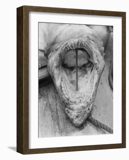 Head of Shark Lying Upside down on Dock-null-Framed Photographic Print