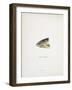 Head Of Smolt. a Fish Head-Fraser Sandeman-Framed Giclee Print
