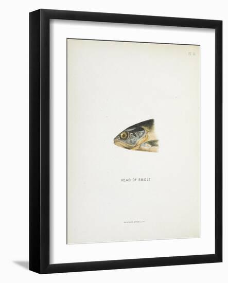 Head Of Smolt. a Fish Head-Fraser Sandeman-Framed Giclee Print