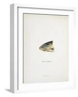 Head Of Smolt. a Fish Head-Fraser Sandeman-Framed Giclee Print