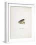 Head Of Smolt. a Fish Head-Fraser Sandeman-Framed Giclee Print