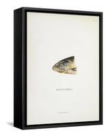Head Of Smolt. a Fish Head-Fraser Sandeman-Framed Stretched Canvas