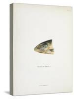 Head Of Smolt. a Fish Head-Fraser Sandeman-Stretched Canvas