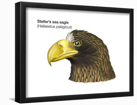 Head of Steller's Sea Eagle (Haliaeetus Pelagicus), Birds-Encyclopaedia Britannica-Framed Poster