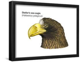 Head of Steller's Sea Eagle (Haliaeetus Pelagicus), Birds-Encyclopaedia Britannica-Framed Poster