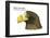 Head of Steller's Sea Eagle (Haliaeetus Pelagicus), Birds-Encyclopaedia Britannica-Framed Poster