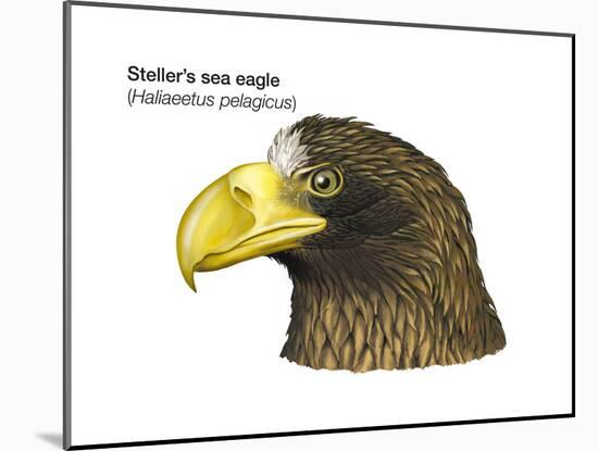 Head of Steller's Sea Eagle (Haliaeetus Pelagicus), Birds-Encyclopaedia Britannica-Mounted Poster