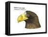 Head of Steller's Sea Eagle (Haliaeetus Pelagicus), Birds-Encyclopaedia Britannica-Framed Stretched Canvas