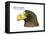 Head of Steller's Sea Eagle (Haliaeetus Pelagicus), Birds-Encyclopaedia Britannica-Framed Stretched Canvas