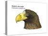 Head of Steller's Sea Eagle (Haliaeetus Pelagicus), Birds-Encyclopaedia Britannica-Stretched Canvas