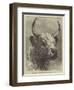 Head of the Chillingham Bull Shot by the Prince of Wales-Samuel John Carter-Framed Giclee Print