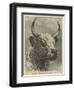 Head of the Chillingham Bull Shot by the Prince of Wales-Samuel John Carter-Framed Giclee Print