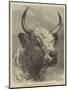 Head of the Chillingham Bull Shot by the Prince of Wales-Samuel John Carter-Mounted Giclee Print