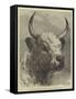 Head of the Chillingham Bull Shot by the Prince of Wales-Samuel John Carter-Framed Stretched Canvas