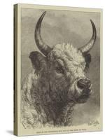 Head of the Chillingham Bull Shot by the Prince of Wales-Samuel John Carter-Stretched Canvas