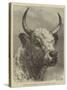 Head of the Chillingham Bull Shot by the Prince of Wales-Samuel John Carter-Stretched Canvas