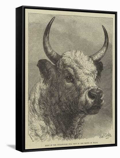 Head of the Chillingham Bull Shot by the Prince of Wales-Samuel John Carter-Framed Stretched Canvas