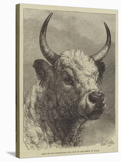 Head of the Chillingham Bull Shot by the Prince of Wales-Samuel John Carter-Stretched Canvas