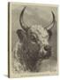 Head of the Chillingham Bull Shot by the Prince of Wales-Samuel John Carter-Stretched Canvas
