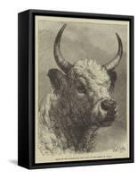 Head of the Chillingham Bull Shot by the Prince of Wales-Samuel John Carter-Framed Stretched Canvas