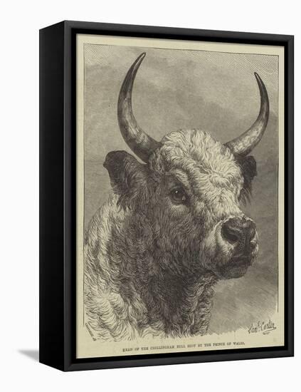 Head of the Chillingham Bull Shot by the Prince of Wales-Samuel John Carter-Framed Stretched Canvas