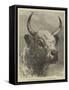 Head of the Chillingham Bull Shot by the Prince of Wales-Samuel John Carter-Framed Stretched Canvas