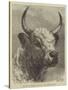 Head of the Chillingham Bull Shot by the Prince of Wales-Samuel John Carter-Stretched Canvas