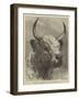 Head of the Chillingham Bull Shot by the Prince of Wales-Samuel John Carter-Framed Giclee Print