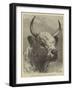 Head of the Chillingham Bull Shot by the Prince of Wales-Samuel John Carter-Framed Giclee Print