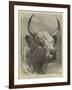 Head of the Chillingham Bull Shot by the Prince of Wales-Samuel John Carter-Framed Giclee Print