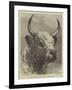 Head of the Chillingham Bull Shot by the Prince of Wales-Samuel John Carter-Framed Giclee Print