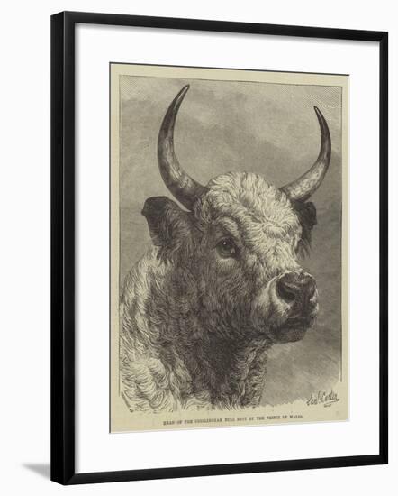 Head of the Chillingham Bull Shot by the Prince of Wales-Samuel John Carter-Framed Giclee Print