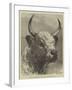 Head of the Chillingham Bull Shot by the Prince of Wales-Samuel John Carter-Framed Giclee Print