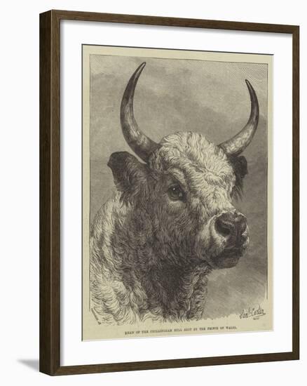 Head of the Chillingham Bull Shot by the Prince of Wales-Samuel John Carter-Framed Giclee Print