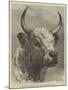 Head of the Chillingham Bull Shot by the Prince of Wales-Samuel John Carter-Mounted Giclee Print