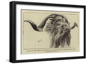 Head of the Goat of the Royal Welsh Fusiliers, Which Died in the Ashantee Campaign-William Edward Atkins-Framed Giclee Print
