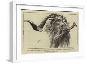 Head of the Goat of the Royal Welsh Fusiliers, Which Died in the Ashantee Campaign-William Edward Atkins-Framed Giclee Print