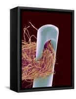 Head of Threaded Needle-Micro Discovery-Framed Stretched Canvas